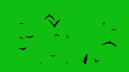 Wall Mural - bat silhouettes hovering on a green screen 4k features a medium sized group of bat silhouettes flyin