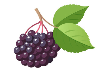 Canvas Print -  elderberry fruit vector art illustration