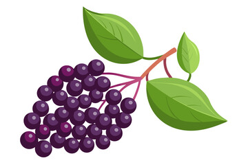 Canvas Print -  elderberry fruit vector art illustration