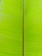 Banana leaf