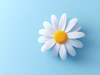 daisy on blue background