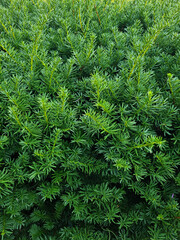 Wall Mural - Taxus baccata close up. Green branches of yew tree(Taxus baccata, English yew