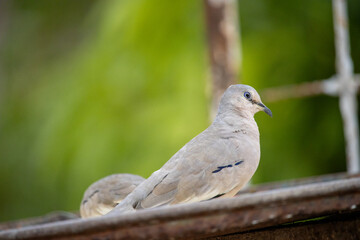 Rolinha picui. The picui dove, popularly known as the pajeú dove, São José dove and white dove, is a species of bird in the Columbidae family.