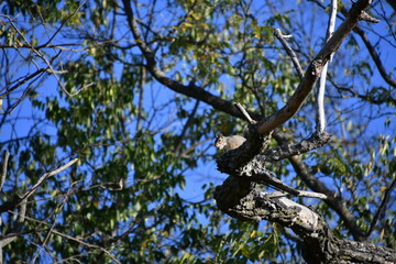 squirrel in a tree