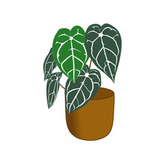 Wall Mural - An illustration of an elephant ear plant or anthurium in a nice pot is used as a template