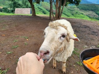 Sheep Feeding from Hand in Pasture