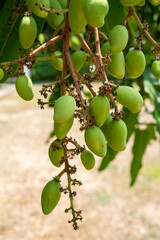 Young mango clusters on a mango tree. The mango tree bears a lot of fruit in the garden.