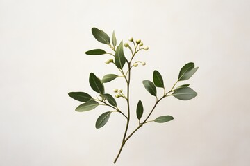 Canvas Print - Green Branch with Small White Berries on White Background