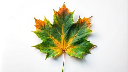 autumn maple leaf on white background