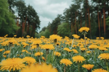 Poster - A field of yellow flowers in the middle of a forest. AI.