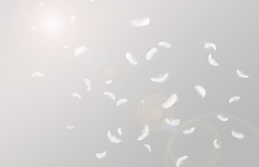 Wall Mural - many white bird feathers floating in the sky. fluffy downy, softness of feathers falling in heavenly