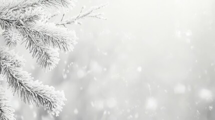 Poster - A snowy scene featuring a frosted pine branch against a soft, blurred winter background.
