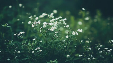 soft focused summer meadow featuring blooming small white flowers against a dark green spring backdr