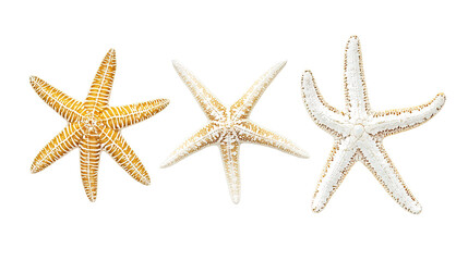 Poster - Three Colorful Starfish on Transparent Background Generative AI