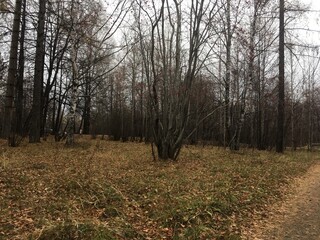 forest in autumn