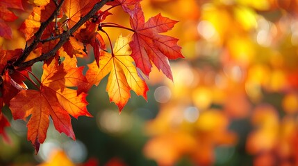 Wall Mural - A close-up view of vibrant autumn leaves hanging from a branch. The foreground features leaves in shades of orange and red, showcasing intricate details and textures. The blurred background creates a 