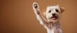 © Amonthep - This adorable dog raises its paw in a joyful gesture, showcasing a friendly and playful personality. Perfect for animal lovers and pet enthusiasts.