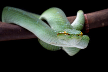 Wall Mural - tropidolaemus subannulatus wagleri viper closeup on branch, tropidolaemus subannulatus closeup, clos