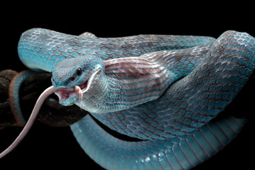 Wall Mural - blue viper snake eating white mouse on branch with black background, viper snake ready to attack, bl
