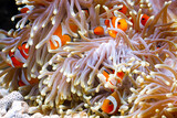 Cute anemone fish playing on the coral reef, beautiful color clownfish on coral feefs, anemones on tropical coral reefs