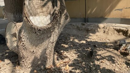 Chickens are Eating Food on Land Near Big Tree