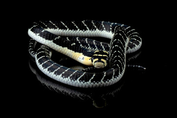Wall Mural - baby king cobra on isolated background, king cobra snake 