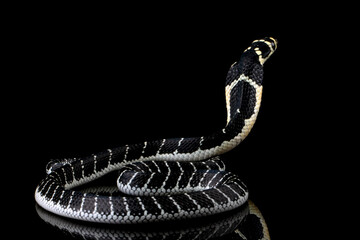 Wall Mural - baby king cobra on isolated background, king cobra snake 