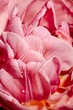© Cavan Images - Close-Up of Dew-Kissed Pink Peony Petals