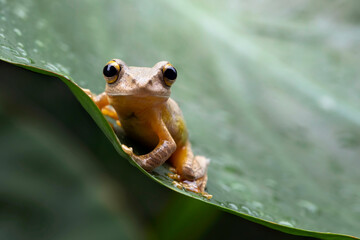 Wall Mural - rhacophorus margaritifer or java flying frog on leaves, javan flying frog on a leaf, indonesian tree