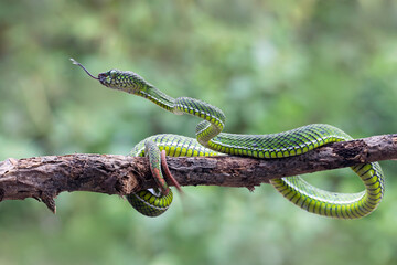 Wall Mural - trimeresurus calamitas with defensive position on branch, trimeresurus calamitas on tree, indonesian