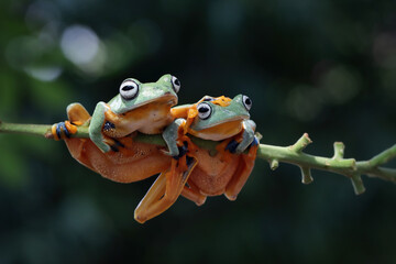 Wall Mural - tree frog on leaf, gliding frog (rhacophorus reinwardtii) sitting on leaves, javan tree frog on bran