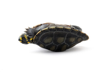 Wall Mural - clown turtle odocnemis unifilis in an upside down position, clown turtle closeup