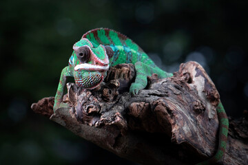 Wall Mural - The panther chameleon (Furcifer pardalis) on wood, chameleon panther closeup with natural background