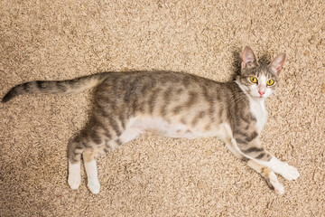 Domestic cat pet lying on the floor