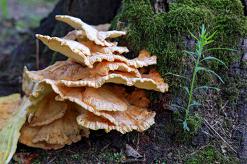 Sulphur shelf, mushroom, autumn, season, Laetiporus sulphureus, Fomitopsidaceae, parasitic, oaks, bright yellow to brick-red fungus, old oak trees, fruiting bodies