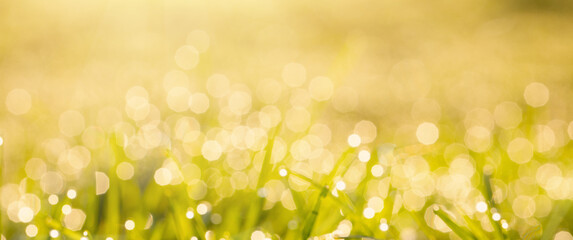 Wall Mural - Sunny blurred natural grass field background with bokeh