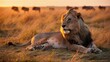 © Ethereal Aesthetics - sunset lion majestic African lion male lion savannah wildlife lion mane golden grass nature
