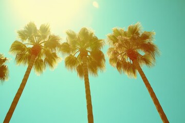 Los Angeles Palm Trees Avenue under Sunny Sky in California, Beverly Hills Street View