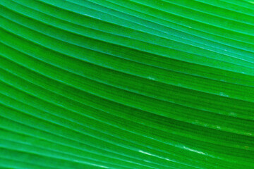 Wall Mural - textured surface of large green fresh banana tree leaf close-up. blank for artwork, natural environm