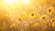 © CLOVER BACKGROUND - Bright Yellow Flowers in Golden Sunlight