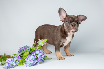 cute French bulldog puppy with a bouquet of flowers on a white background looks at the camera, calendar