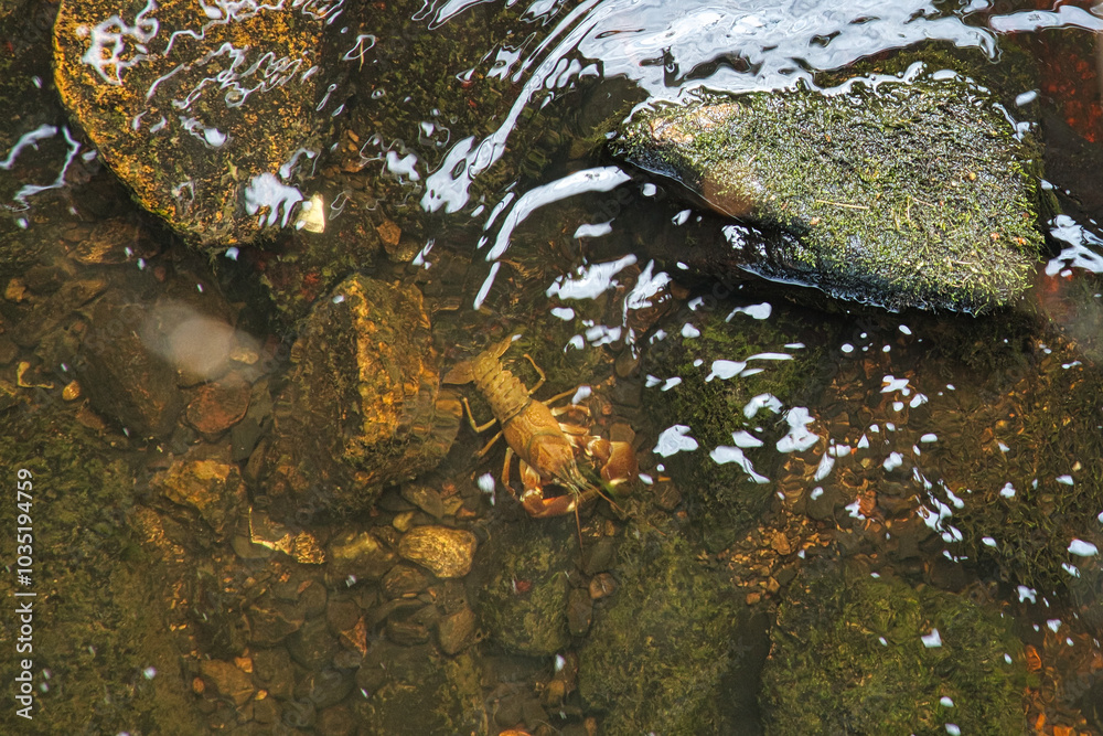Crawfish Shell On Rocks Crayfish in a stream on gravel with stones. Crayfish in nature ...