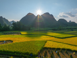 Aerial view of farmers harvest rice on the field. Rice and rice field in Trung Khanh, Cao Bang province, Vietnam.