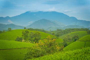 Aerial view of Long Coc tea hills, Phu Tho province, Vietnam. Beautiful green tea plantation in Vietnam. Nature background.