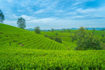 Aerial view of Long Coc tea hills, Phu Tho province, Vietnam. Beautiful green tea plantation in Vietnam. Nature background.