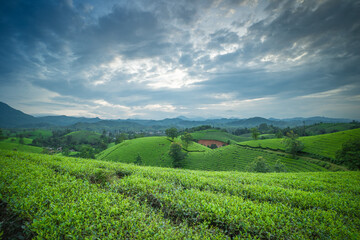 Aerial view of Long Coc tea hills, Phu Tho province, Vietnam. Beautiful green tea plantation in Vietnam. Nature background.