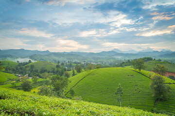 Aerial view of Long Coc tea hills, Phu Tho province, Vietnam. Beautiful green tea plantation in Vietnam. Nature background.