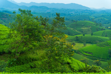 Aerial view of Long Coc tea hills, Phu Tho province, Vietnam. Beautiful green tea plantation in Vietnam. Nature background.