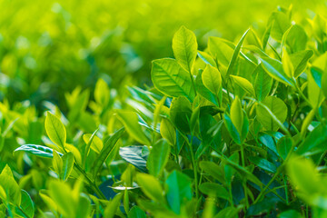 Natural green leaves plants using as spring background cover page environment ecology or greenery wallpaper. Nature of green leaf in garden at summer.