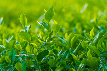 Natural green leaves plants using as spring background cover page environment ecology or greenery wallpaper. Nature of green leaf in garden at summer.